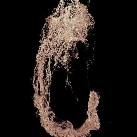 zebrafish embryo on black background